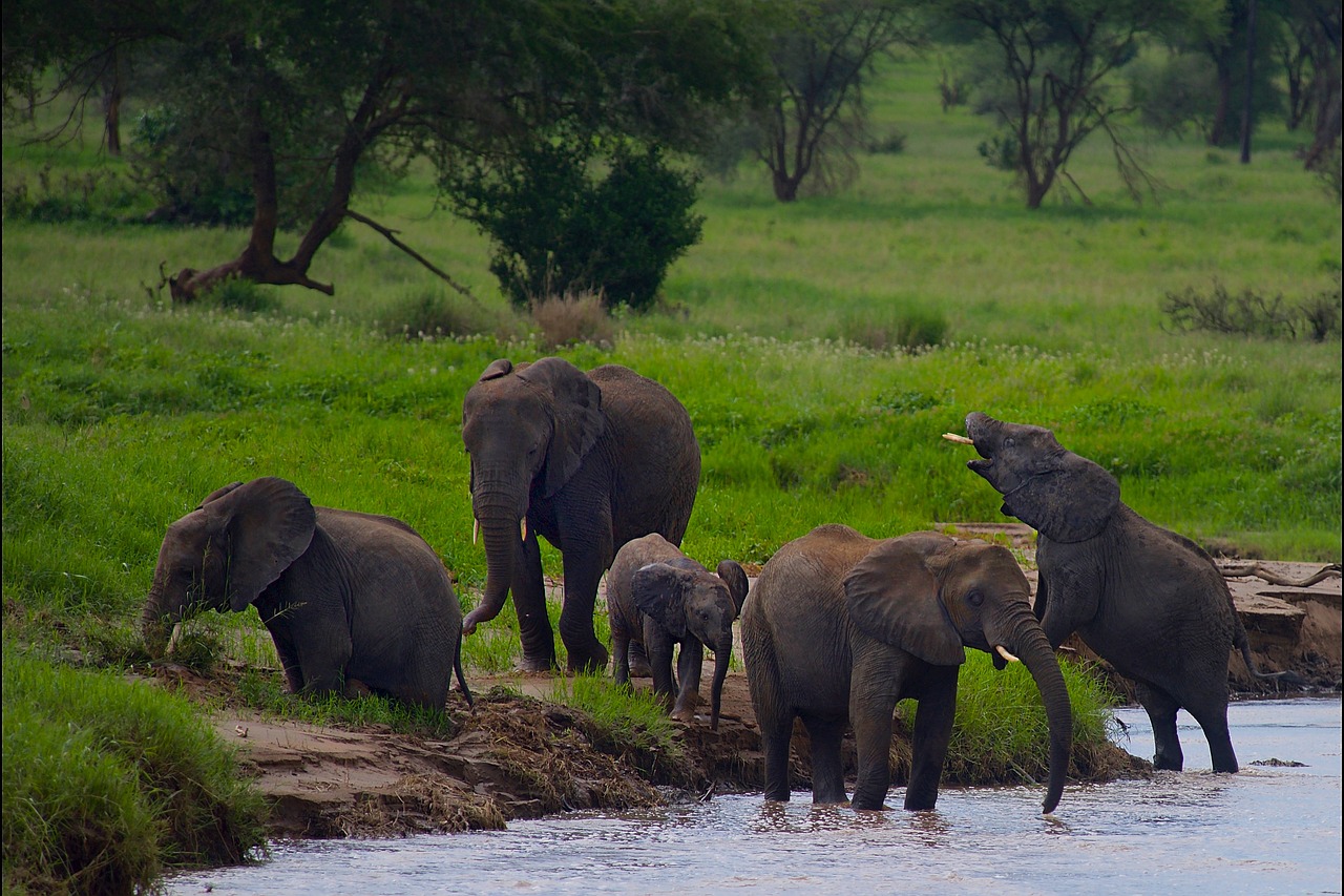 Tarangire National Park