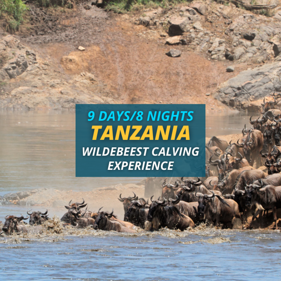 Tanzania Wildebeest Calving Experience Safari – 9 Days/8 Nights